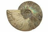 Silver Iridescent Ammonite (Cleoniceras) Fossil - Madagascar #317488-1